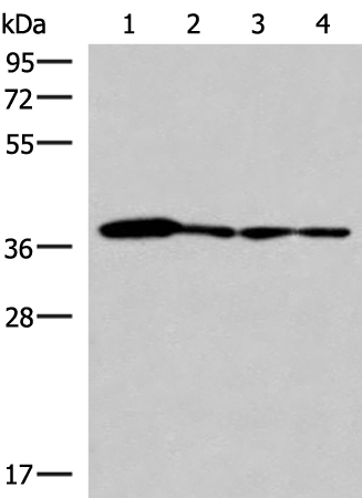 Western blot analysis of 293T PC3 A549 and HepG2 cell lysates  using ELAC1 Polyclonal Antibody at dilution of 1:800