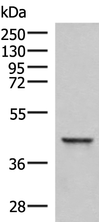 Western blot analysis of Hela cell lysate  using SAMSN1 Polyclonal Antibody at dilution of 1:800