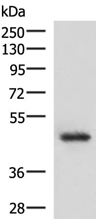 Western blot analysis of 293T cell lysate  using LDB1 Polyclonal Antibody at dilution of 1:1000