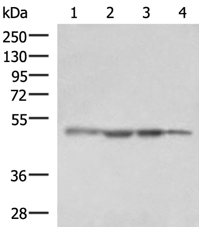 Western blot analysis of HepG2 cell Human fetal liver tissue K562 cell NIH/3T3 cell lysates  using RHAG Polyclonal Antibody at dilution of 1:1600