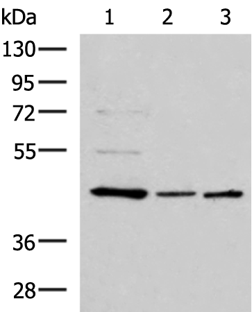 Western blot analysis of HepG2 HL60 and K562 cell lysates  using ACTL6B Polyclonal Antibody at dilution of 1:800