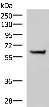 Western blot analysis of NIH/3T3 cell lysate  using PPP2R1A Polyclonal Antibody at dilution of 1:850