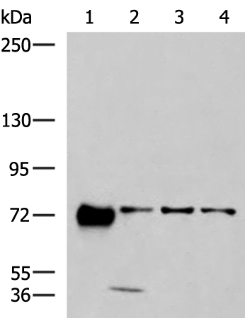 Western blot analysis of 293T A549 and A172 cell lysates  using PPEF1 Polyclonal Antibody at dilution of 1:1300