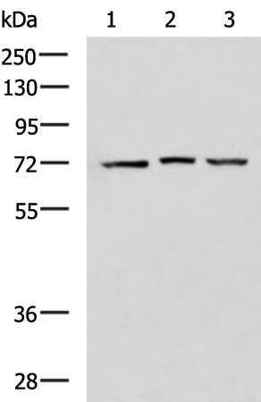 Western blot analysis of 293T cell lysates  using DHX58 Polyclonal Antibody at dilution of 1:900