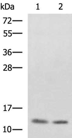 Western blot analysis of SKOV3 and Raji cell lysates  using PHF5A Polyclonal Antibody at dilution of 1:800