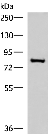 Western blot analysis of RAW264.7 cell lysate  using NPHP1 Polyclonal Antibody at dilution of 1:800