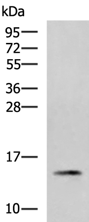 Western blot analysis of 231 cell lysate  using PHPT1 Polyclonal Antibody at dilution of 1:800