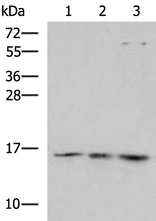 Western blot analysis of Mouse brain tissue 231 Jurkat cell lysates  using H2AFJ Polyclonal Antibody at dilution of 1:800