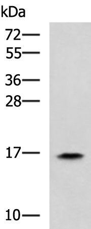 Western blot analysis of HL60 cell lysate  using RPS14 Polyclonal Antibody at dilution of 1:900