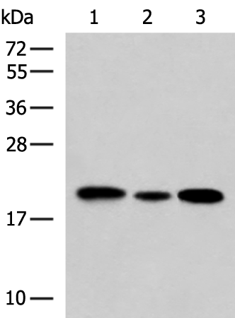 Western blot analysis of HL-60 Jurkat and A549 cell lysates  using MRPS28 Polyclonal Antibody at dilution of 1:650