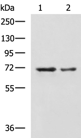 Western blot analysis of A172 and TM4 cell lysates  using MYEF2 Polyclonal Antibody at dilution of 1:800