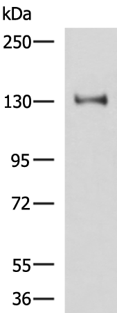 Western blot analysis of Hela cell lysate  using PRPF40A Polyclonal Antibody at dilution of 1:800