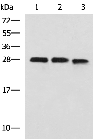 Western blot analysis of 293T and K562 cell lysates  using PLEKHF2 Polyclonal Antibody at dilution of 1:1400