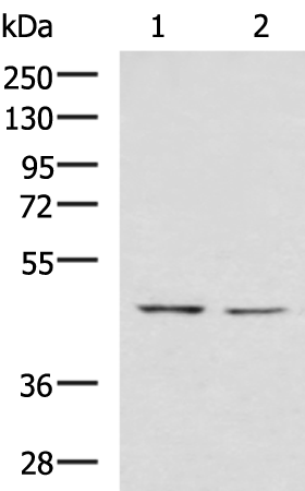 Western blot analysis of K562 and HT-29 cell lysates  using LFNG Polyclonal Antibody at dilution of 1:900