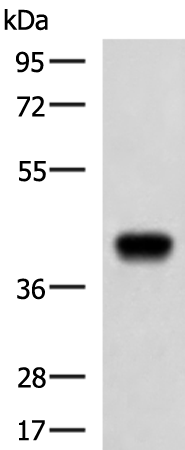 Western blot analysis of Ramos cell lysate  using FCRLA Polyclonal Antibody at dilution of 1:750