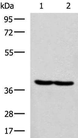 Western blot analysis of Hela and MCF7 cell lysates  using RBM4 Polyclonal Antibody at dilution of 1:750