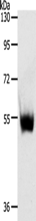 Western blot analysis of Mouse thymus tissue  using SLC30A6 Polyclonal Antibody at dilution of 1:223