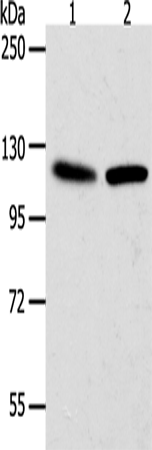 Western blot analysis of Hela cells NIH/3T3 cells  using WDR6  Polyclonal Antibody at dilution of 1:1000