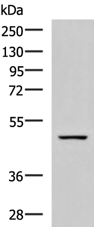 Western blot analysis of Rat brain tissue lysate  using GFRA1 Polyclonal Antibody at dilution of 1:800