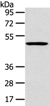 Western blot analysis of 231 cell  using HTRA1  Polyclonal Antibody at dilution of 1:500