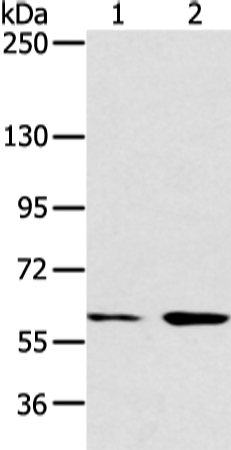 Western blot analysis of Hela and raji cell  using ATG16L1 Polyclonal Antibody at dilution of 1:750
