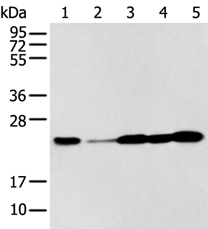 Western blot analysis of A549 A431 Hela Jurkat and HEPG2 cell  using BAG2 Polyclonal Antibody at dilution of 1:300