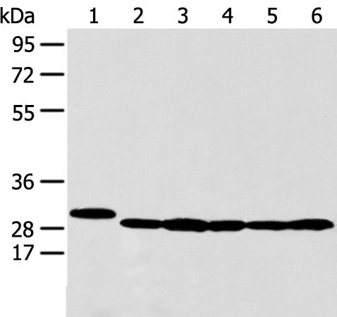 Western blot analysis of 293T HepG2 K562 and MCF-7 cell  using PRDX4 Polyclonal Antibody at dilution of 1:350
