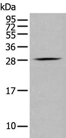 Western blot analysis of RAW264.7 cell  using GZMM Polyclonal Antibody at dilution of 1:400