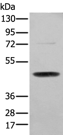 Western blot analysis of NIH/3T3 cell  using SERPINH1 Polyclonal Antibody at dilution of 1:200