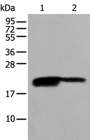 Western blot analysis of RAW264.7 and K562 cell lysates  using BRI3BP Polyclonal Antibody at dilution of 1:500
