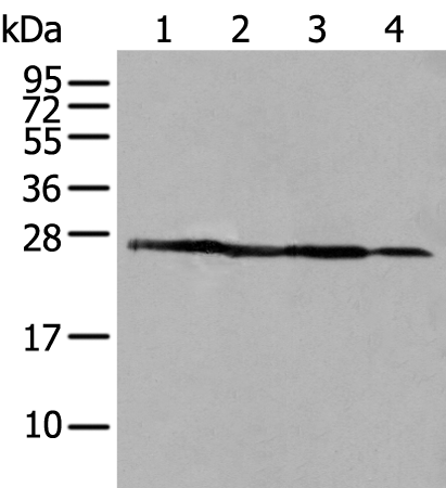 Western blot analysis of 293T A431 and HepG2 cell lysates  using ARHGDIB Polyclonal Antibody at dilution of 1:500