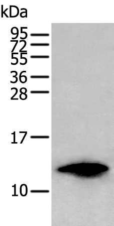 Western blot analysis of HL-60 cell lysate  using FSHB Polyclonal Antibody at dilution of 1:350