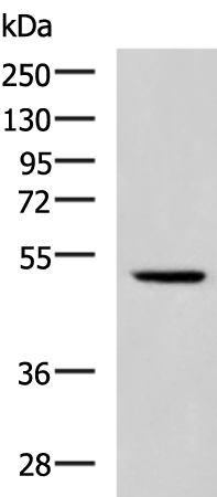 Western blot analysis of Hela cell lysate  using IRF2 Polyclonal Antibody at dilution of 1:900