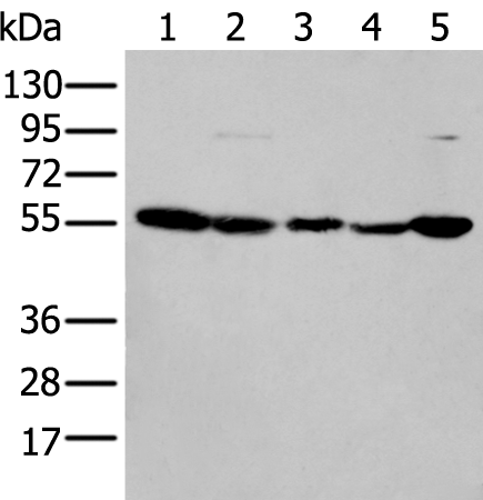 Western blot analysis of 293T cell lysates  using PFKFB3 Polyclonal Antibody at dilution of 1:200