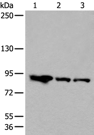 Western blot analysis of Mouse brain tissue Human cerebella tissue A549 cell lysates  using VPS35 Polyclonal Antibody at dilution of 1:200