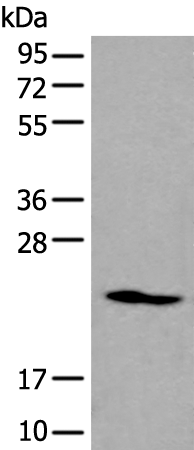 Western blot analysis of K562 cell lysate  using ARL1 Polyclonal Antibody at dilution of 1:550