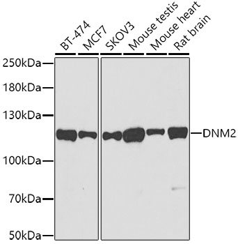 Western blot analysis of extracts of various cell lines using DNM2 Polyclonal Antibody at dilution of 1:500.