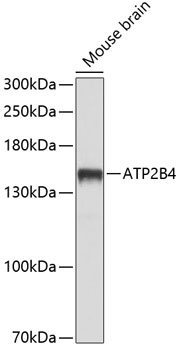 Western blot analysis of extracts of Mouse brain using ATP2B4 Polyclonal Antibody at dilution of 1:1000.