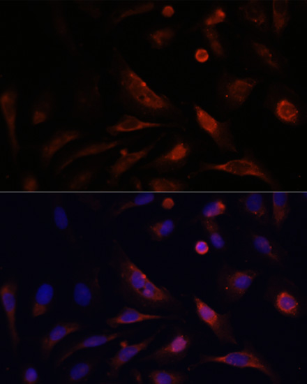 Immunofluorescence analysis of U2OS cells using CLDN5 Polyclonal Antibody at dilution of  1:100. Blue: DAPI for nuclear staining.