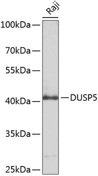 Western blot analysis of extracts of Raji cells using DUSP5 Polyclonal Antibody at dilution of 1:1000.