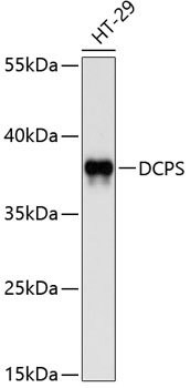 Western blot analysis of extracts of HT-29 cells using DCPS Polyclonal Antibody at dilution of 1:1000.