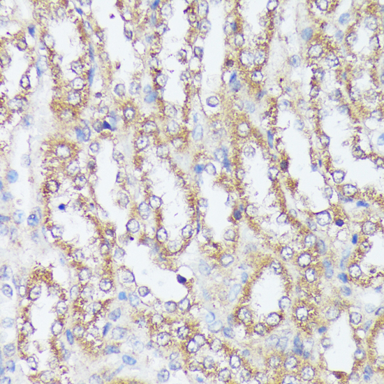 Immunohistochemistry of paraffin-embedded Rat kidney using MTHFD2 Polyclonal Antibody at dilution of  1:100 (40x lens).