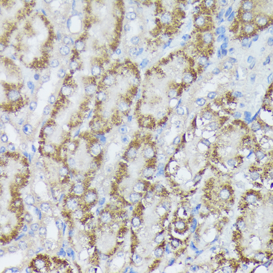 Immunohistochemistry of paraffin-embedded Mouse kidney using MTHFD2 Polyclonal Antibody at dilution of  1:100 (40x lens).