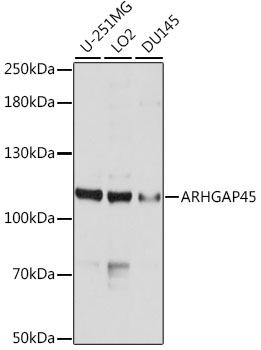 Western blot analysis of extracts of various cell lines using ARHGAP45 Polyclonal Antibody at dilution of 1:1000.