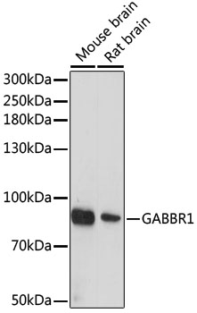 Western blot analysis of extracts of various cell lines using GABBR1 Polyclonal Antibody at dilution of 1:1000.