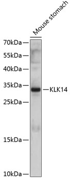 Western blot analysis of extracts of Mouse stomach using KLK14 Polyclonal Antibody at dilution of 1:1000.