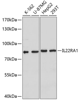 Western blot analysis of extracts of various cell lines using IL22RA1 Polyclonal Antibody at dilution of 1:1000.