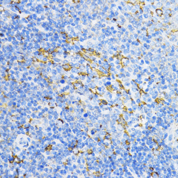 Immunohistochemistry of paraffin-embedded Rat spleen using PD-L1 Polyclonal Antibody at dilution of  1:100 (40x lens).