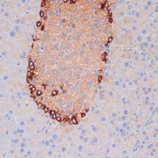 Immunohistochemistry of paraffin-embedded Mouse pancreas using ATG5 Polyclonal Antibody at dilution of  1:100 (40x lens).