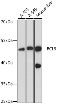 Western blot analysis of extracts of various cell lines using BCL3 Polyclonal Antibody at dilution of 1:1000.